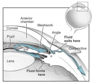 Fluid Schema