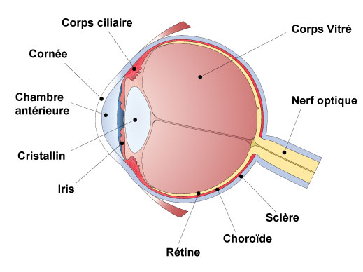 schema_oeil